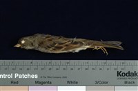 藏品(灰頭黑臉鵐)的圖片